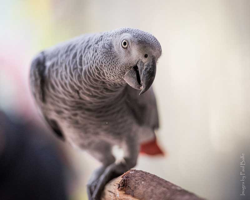 African Grey Parrot