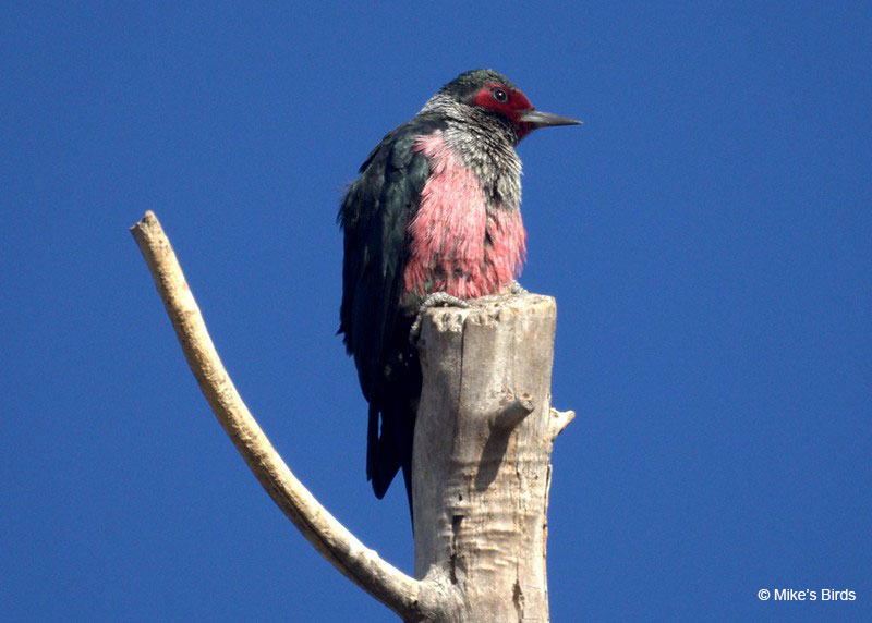 Lewiss-woodpecker-Mikes-Birds