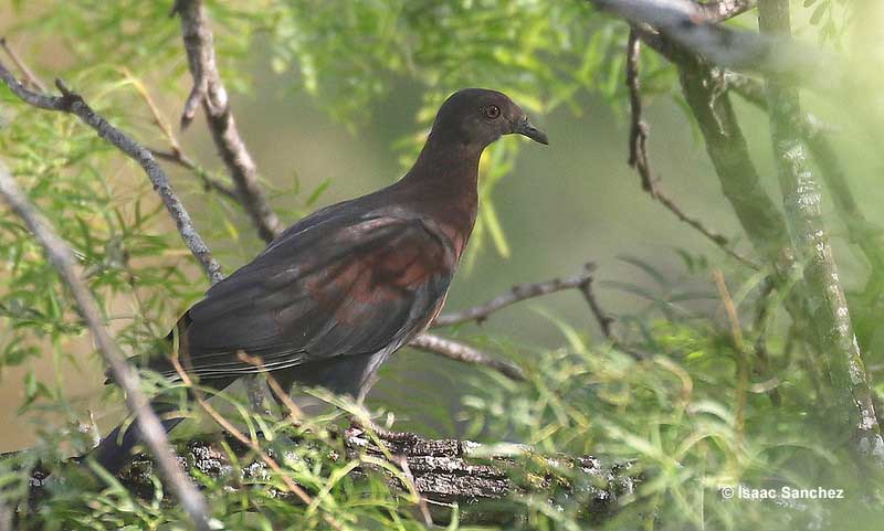 Red-billed Pigeon