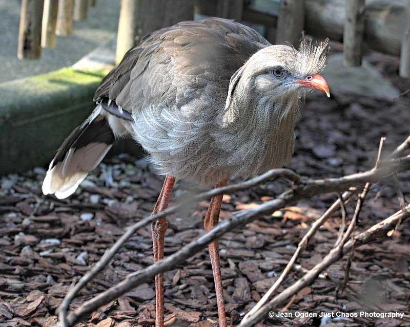 Red-legged Seriema
