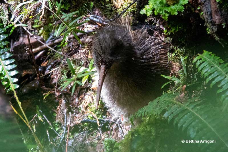 Southern Brown Kiwi