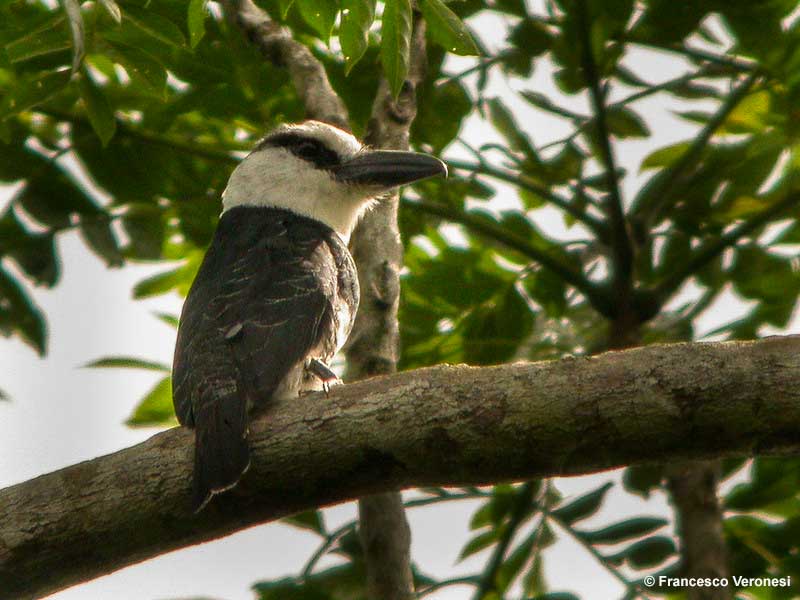 White-necked Puffbird