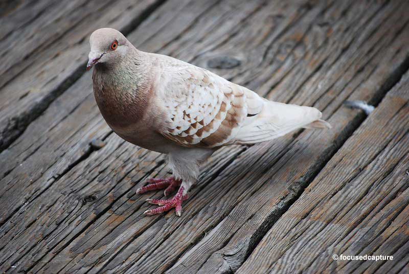 Albino pigeons – how common are they