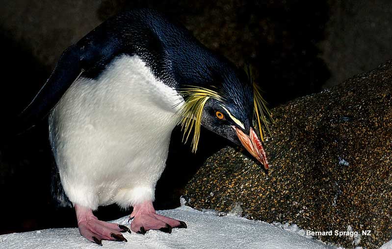 Do penguins have feathers?