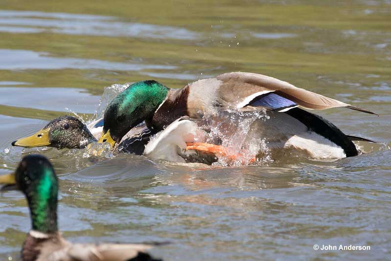 The act of mating often looks rough when it comes to ducks