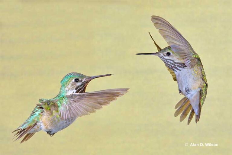 What Is A Group Of Hummingbirds Called? [Collective Names]