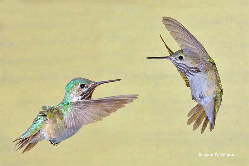 What is a group of hummingbirds called