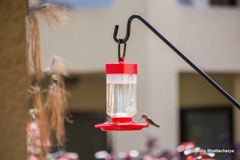 Ant repellents might help keep ants away from hummingbird feeders