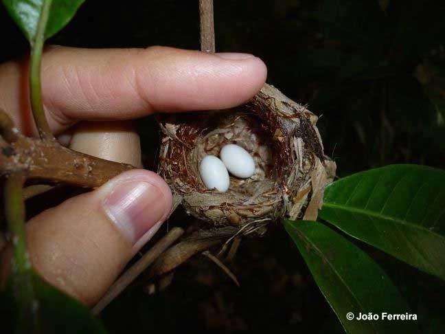 Hummingbird eggs are small