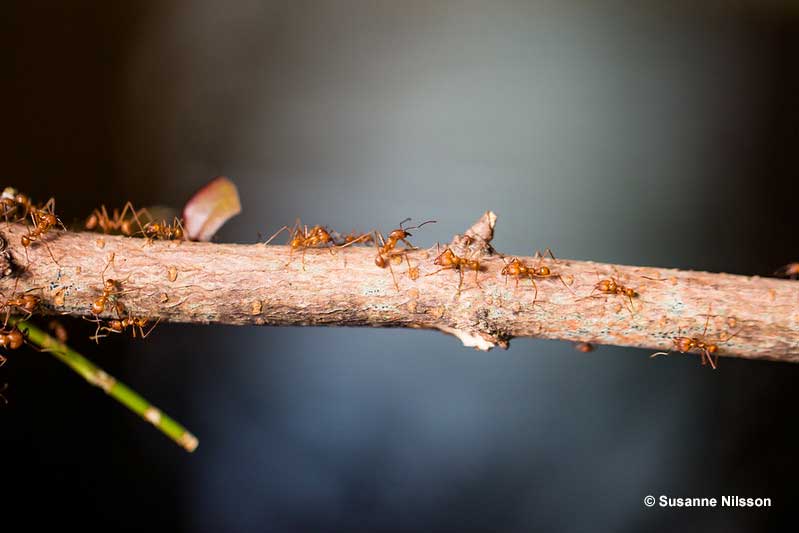 Keeping ants away from hummingbird feeders