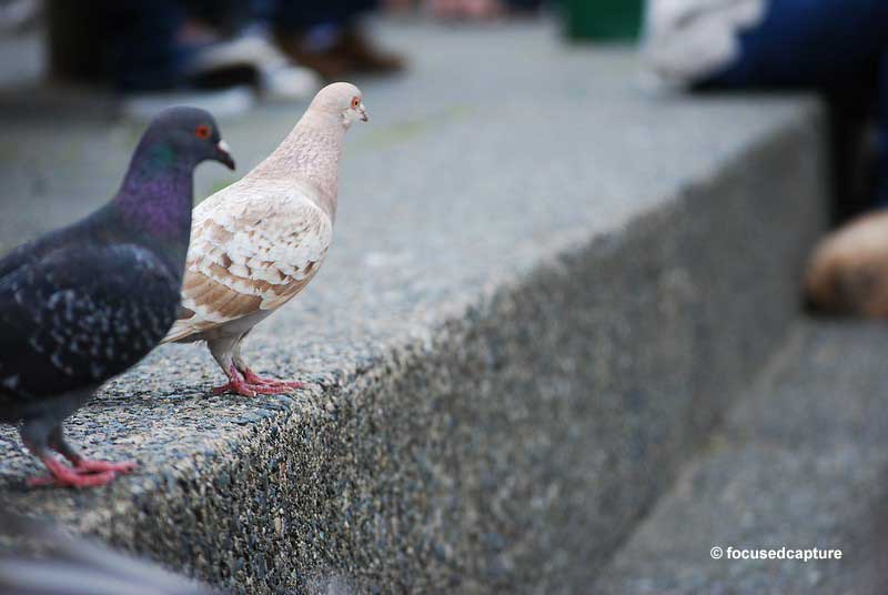 Leucistic pigeon with a normal pigeon
