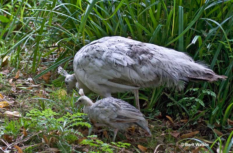 Female foraging for food with her young one
