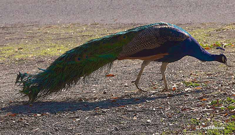 Peacock foraging