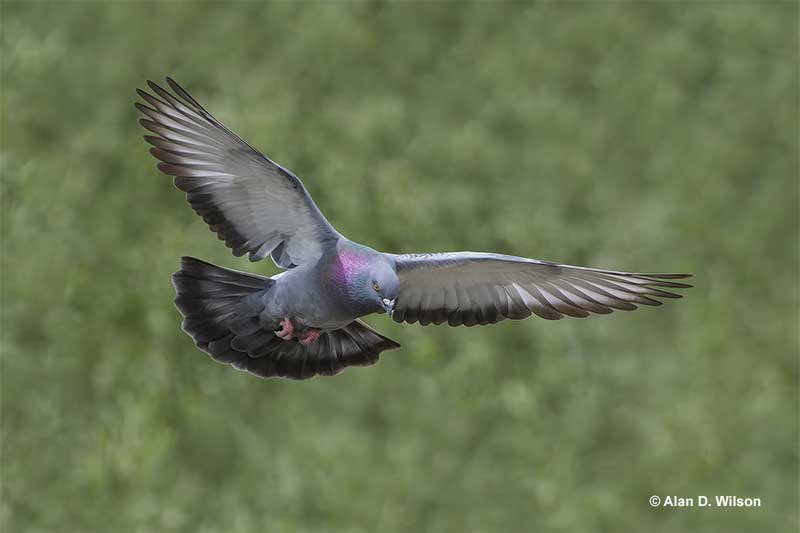 Rock Pigeon