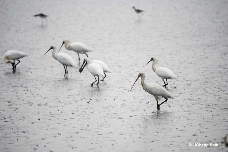 Spoonbills
