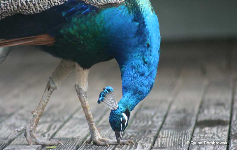 peacocks eating