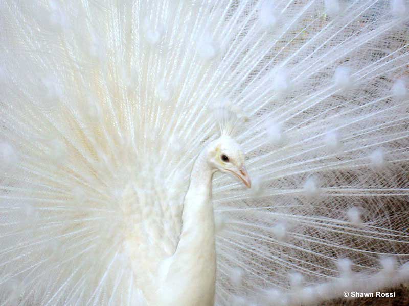 Are white peacocks common?