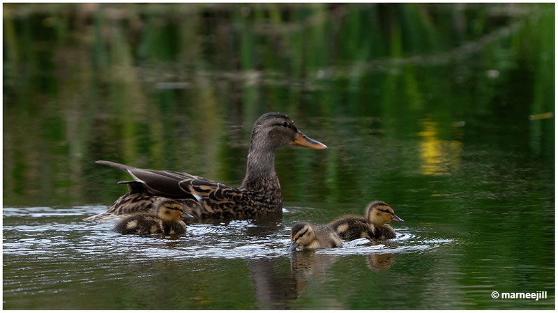 Baby-ducks-and-mother