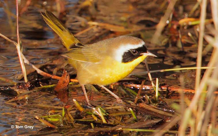 Common Yellowthroat foraging