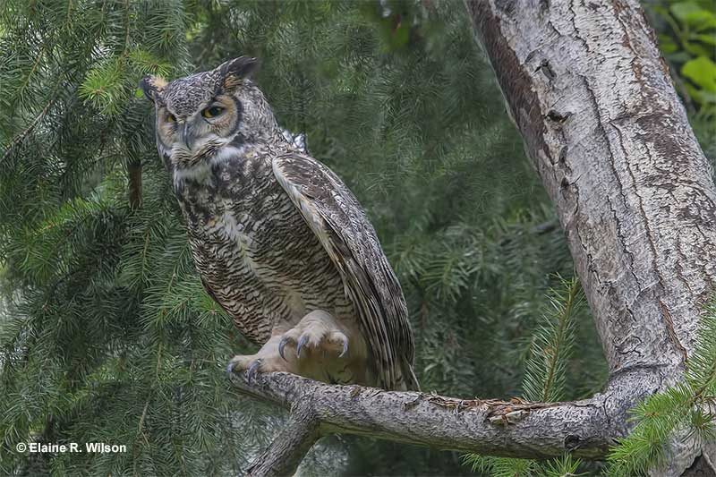 Owls in Missouri