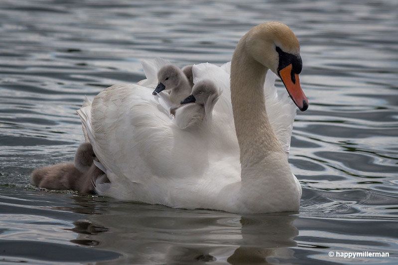 Swan carrying her babies