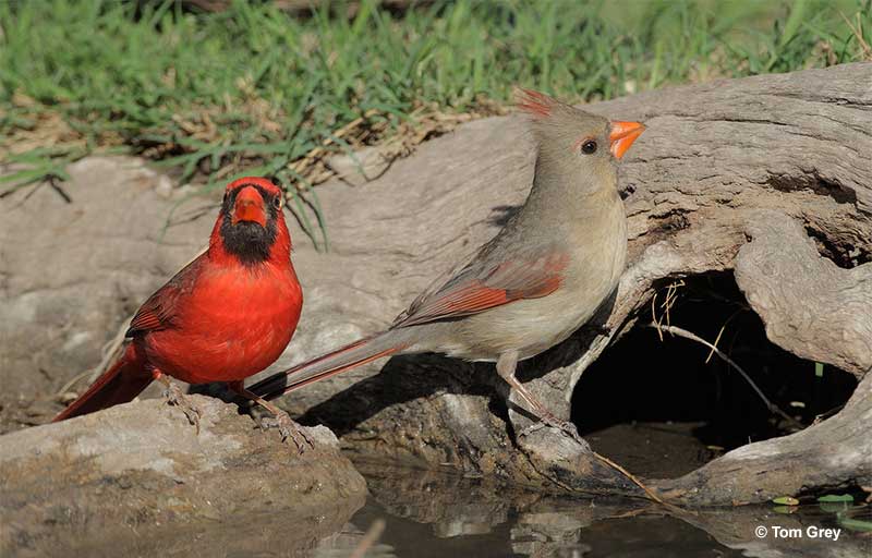 Northern Cardinal pair