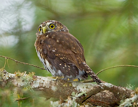 Northern-Pygmy-Owl-5-gb
