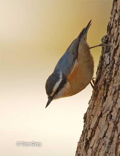Red-breasted Nuthatch foraging
