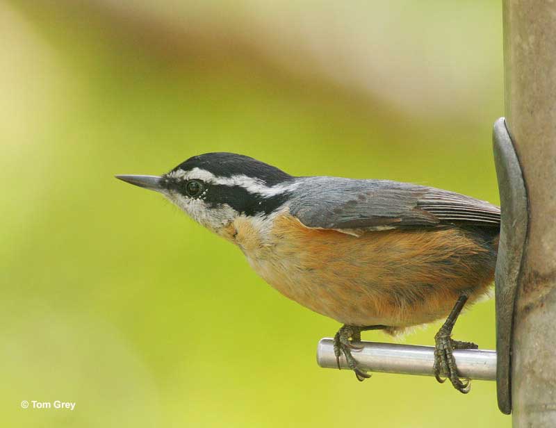 Male Red-breasted Nuthatch