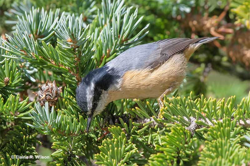 Red-breasted Nuthatch