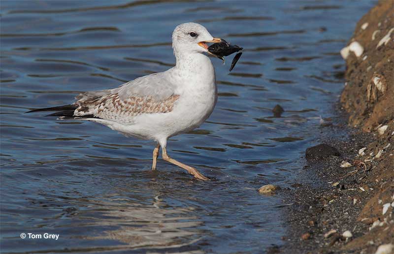 Ring-billed Gull with a mussel
