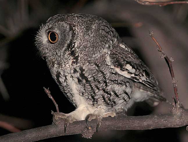 Western-Screech-Owl-2-gl