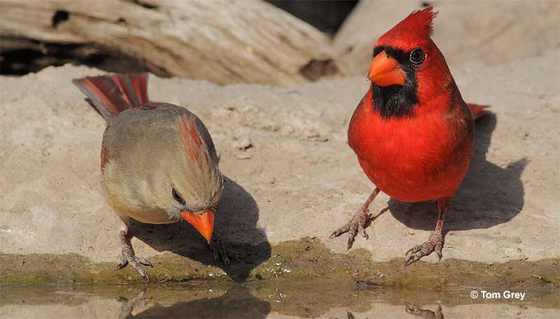 Female and male cardinal