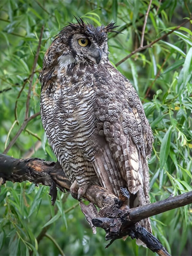 Great-Horned-Owl