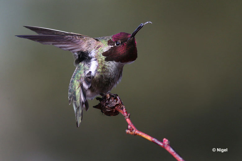 Do hummingbirds eat insects