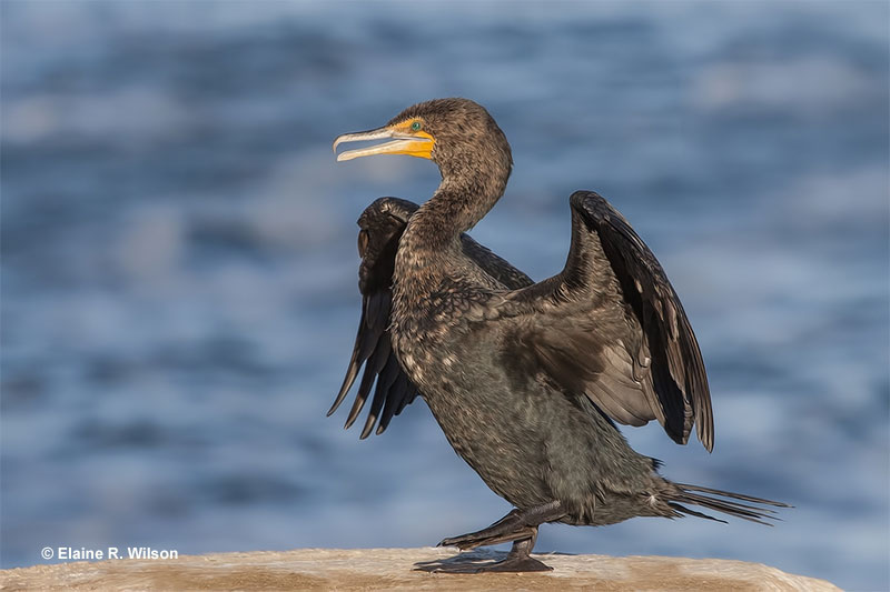 Double-crested Cormorant