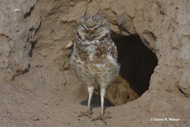Owl nests their safety and other aspects