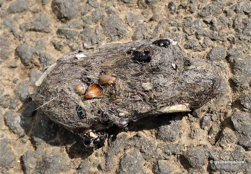 Owl pellets – what are they?