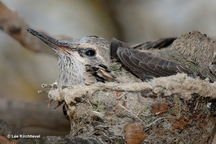 ruby-throated-hummingbird on the nest
