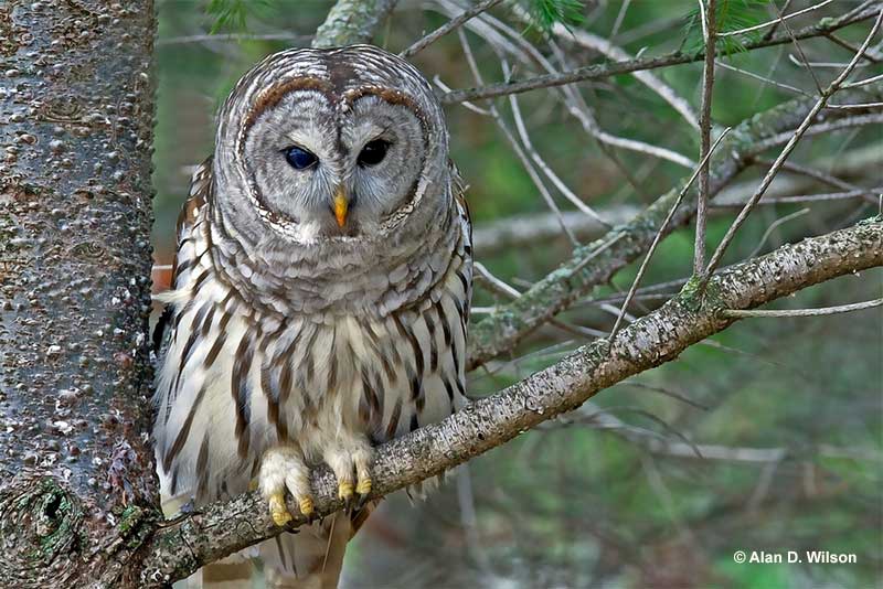 Owls In Oklahoma 9 Owls & Where To See Them