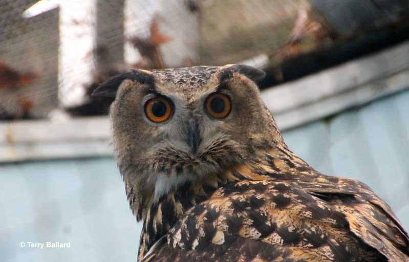 Eurasian Eagle Owl called Flaco