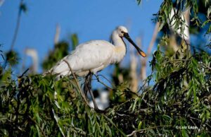Spoonbills & Their Unique Bills – A Look At Different Spoonbills