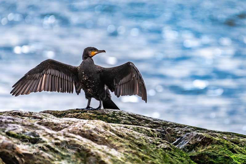 When it comes to funny bird names, European Shags are noteworthy