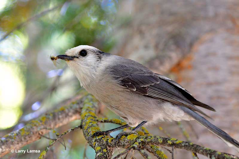 Gray Jay eating a bee