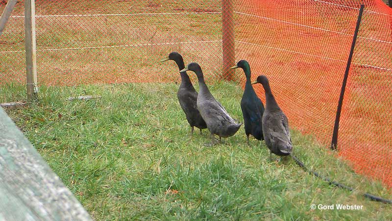 Indian Runner Ducks