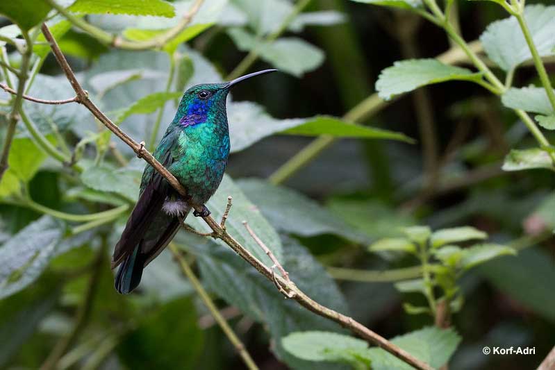 Mexican Violetear