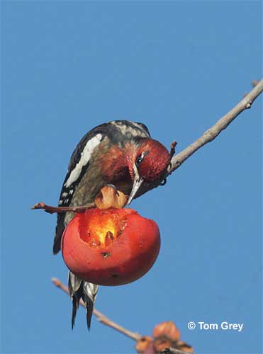 Red-breasted Sapsucker eating a persimmon