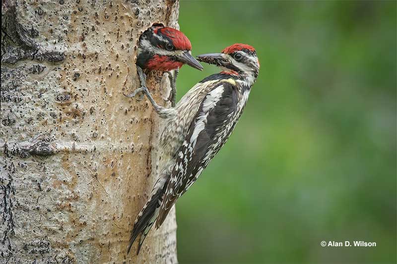 Female Red-naped Sapsucker