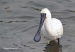 Spoonbills & Their Unique Bills – A Look At Different Spoonbills