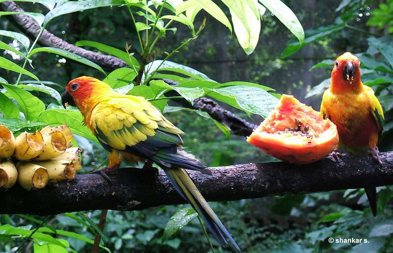 Parrots in captivity (Sun Conures)